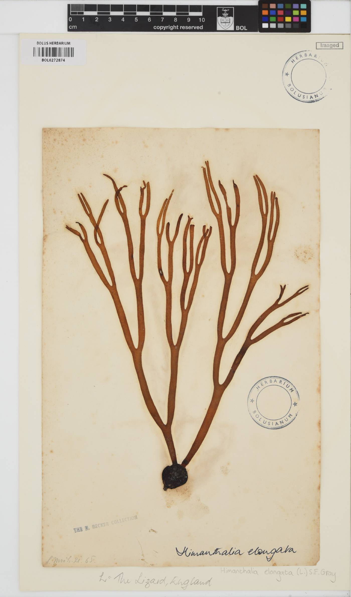 Himanthalia elongata image