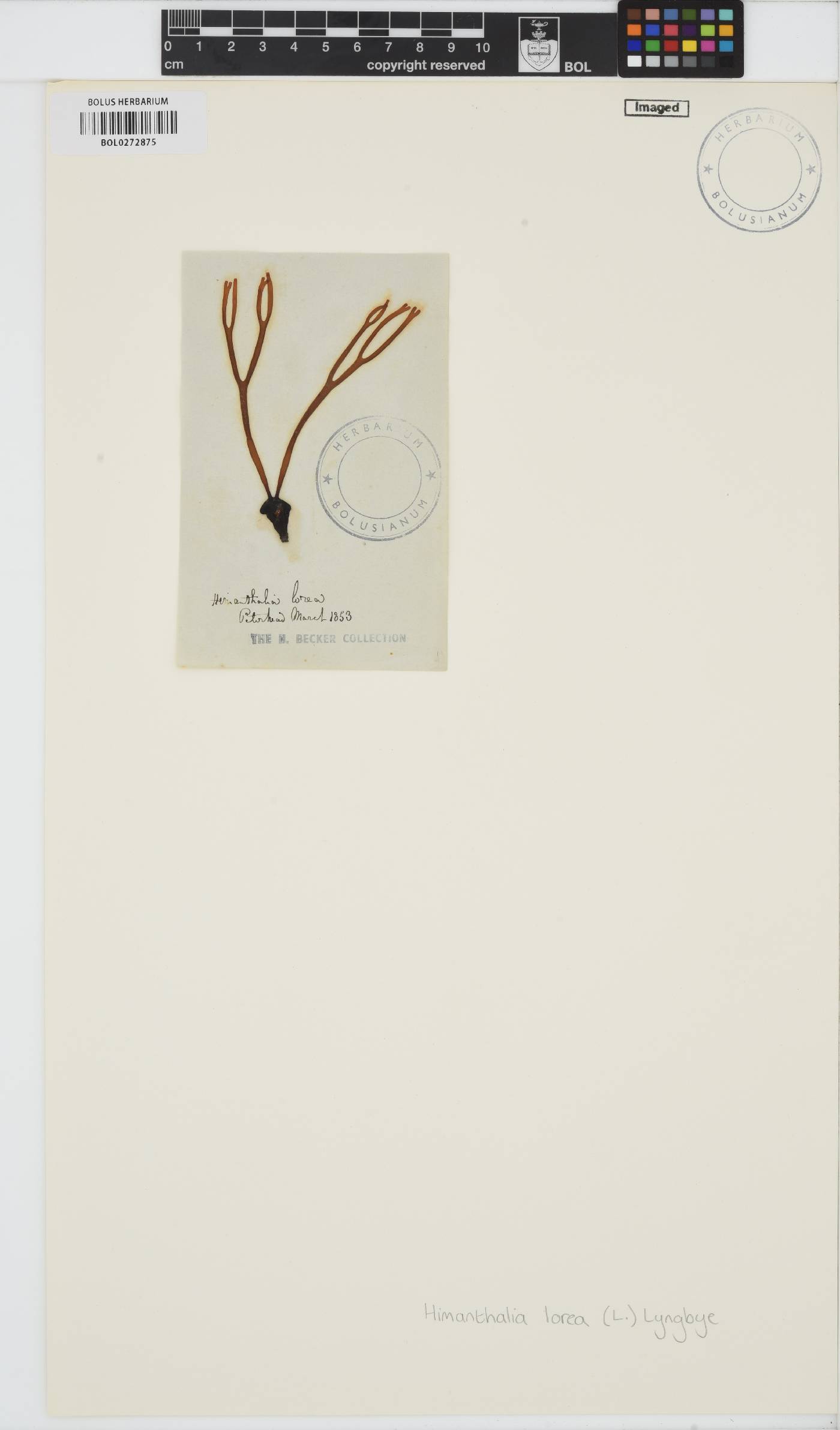 Himanthalia elongata image