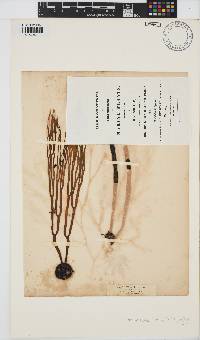 Himanthalia elongata image