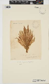 Hincksia granulosa image