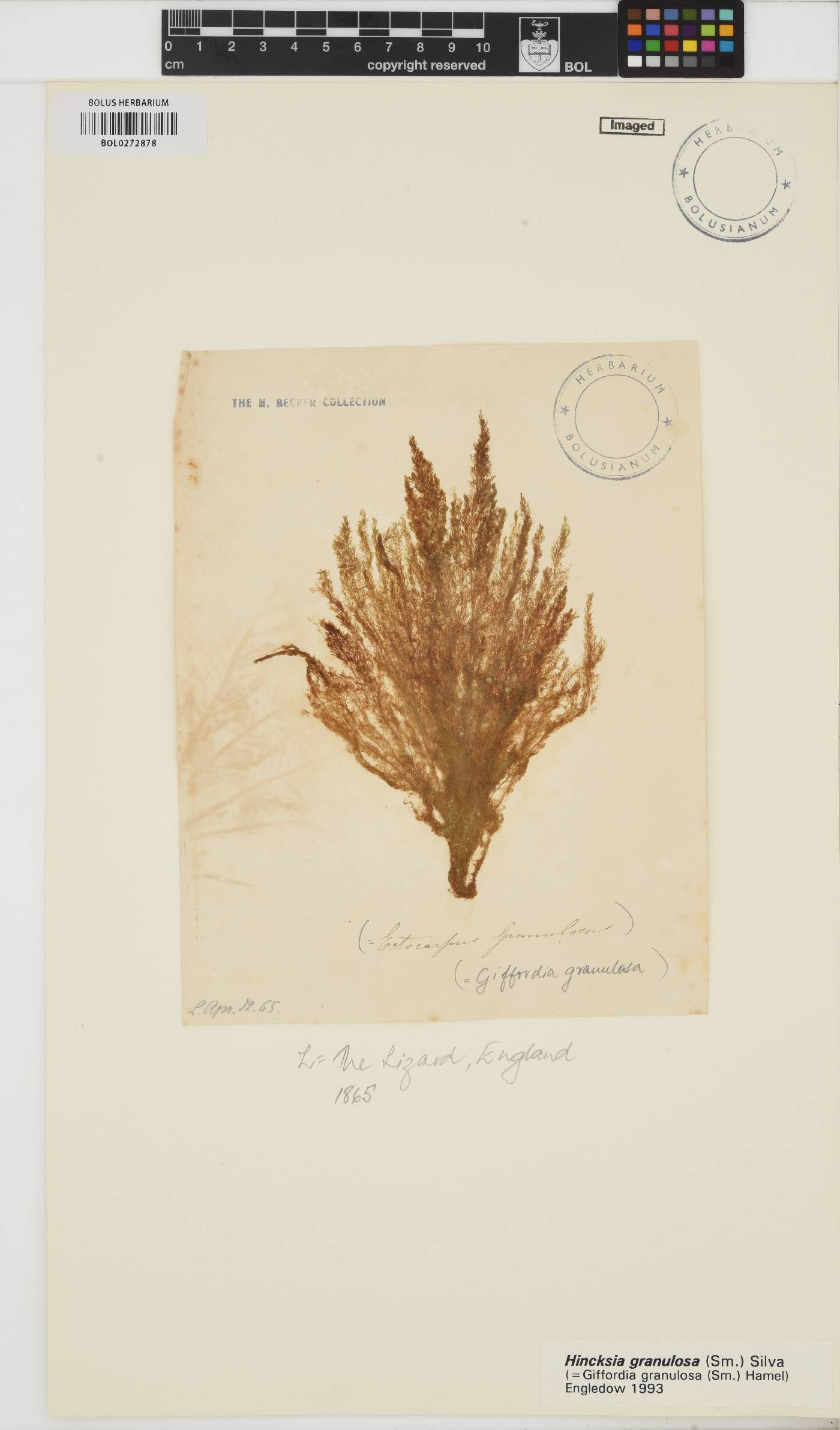 Hincksia granulosa image