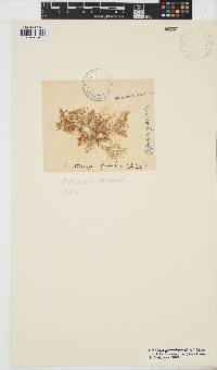 Hincksia granulosa image