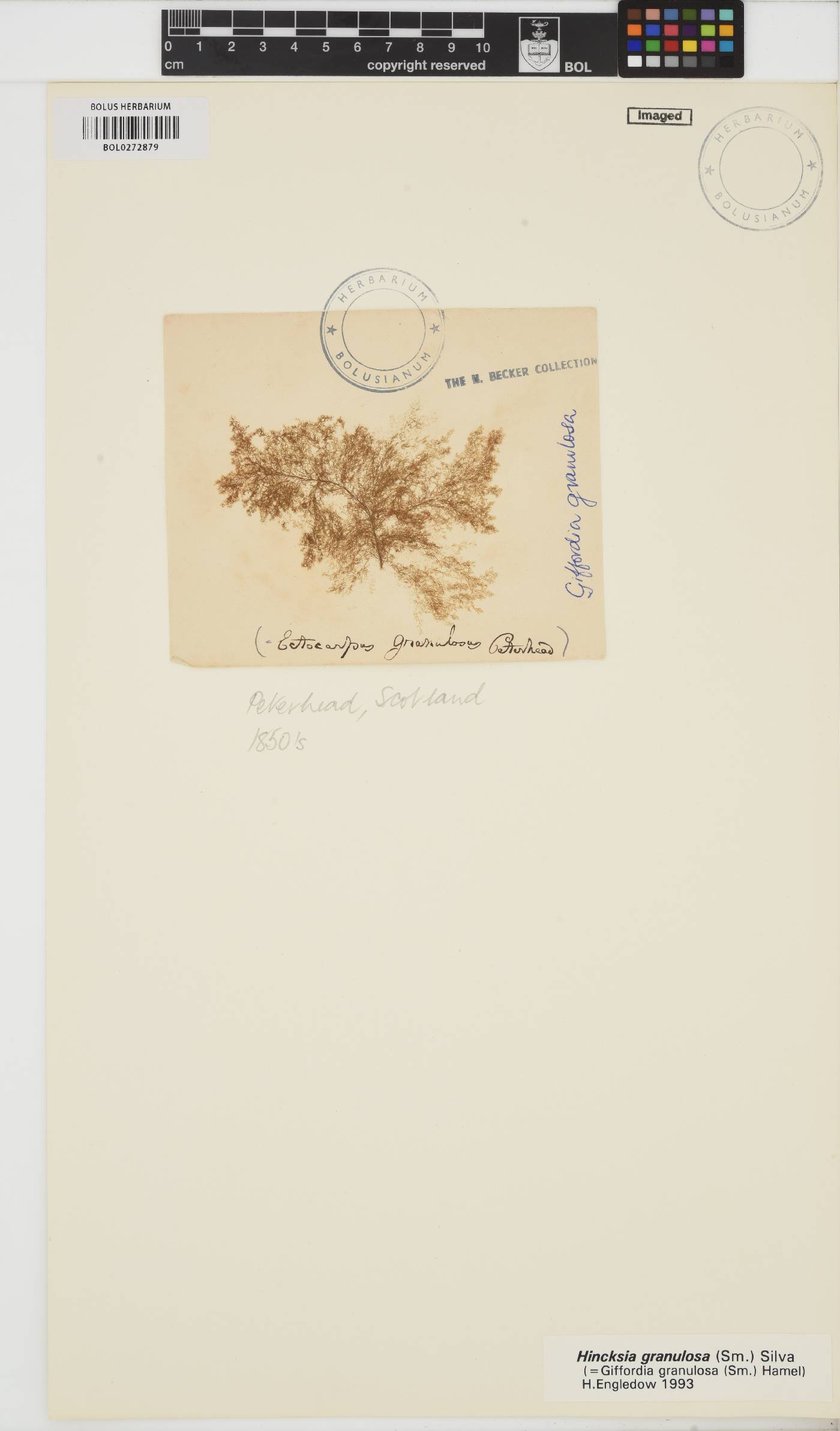 Hincksia granulosa image