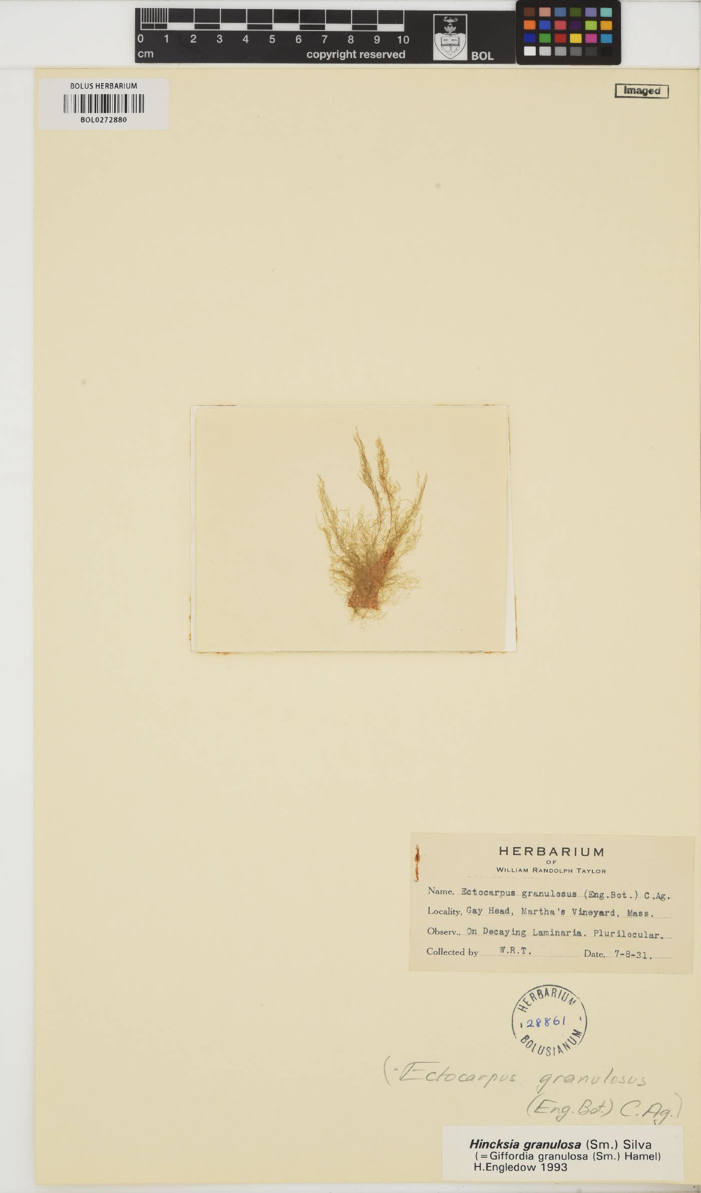 Hincksia granulosa image