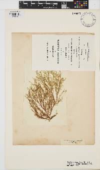 Hincksia granulosa image