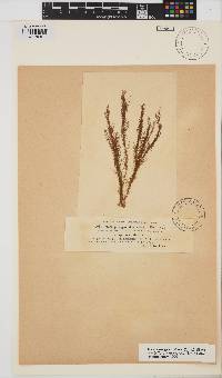 Hincksia granulosa image