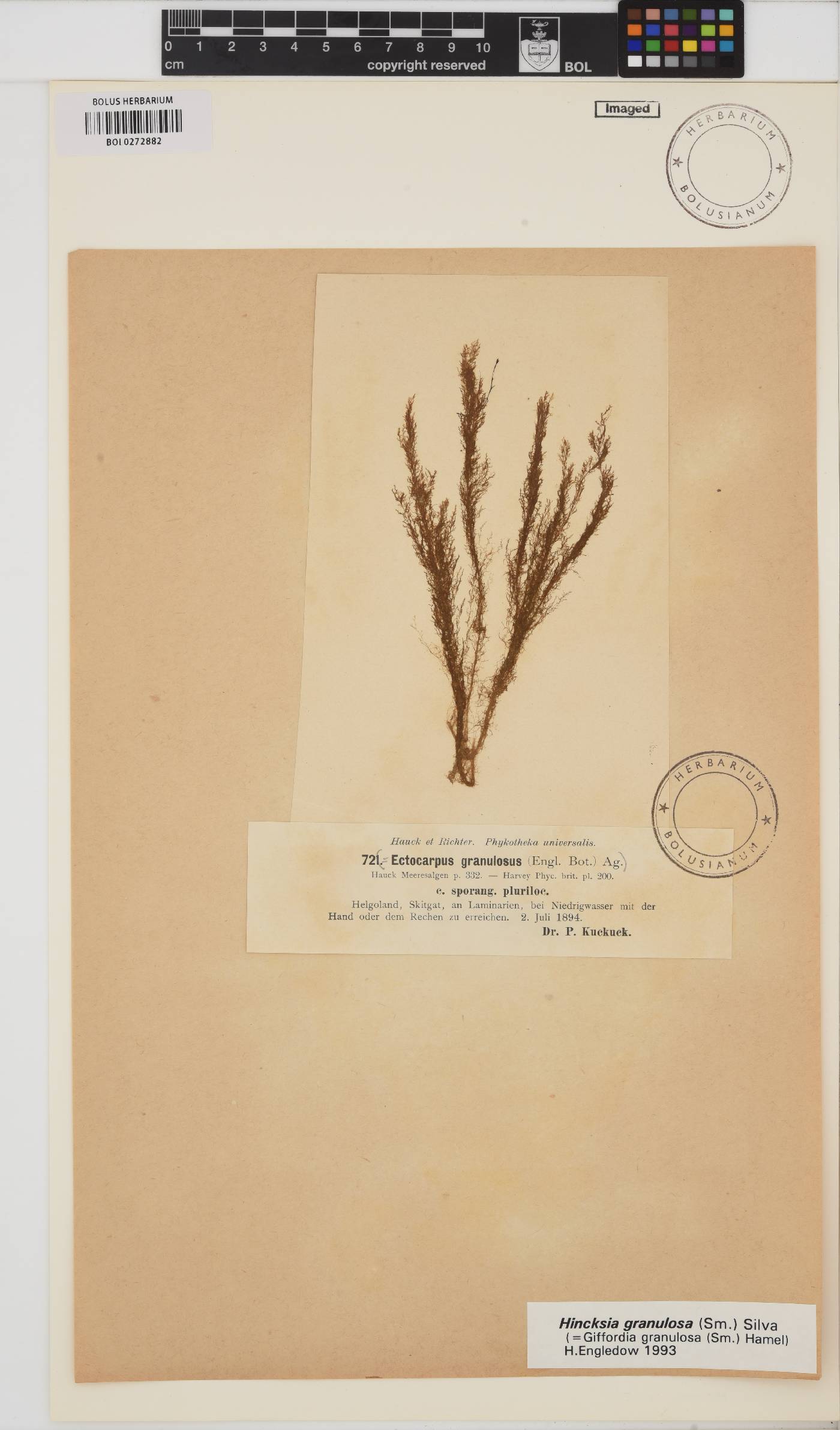 Hincksia granulosa image