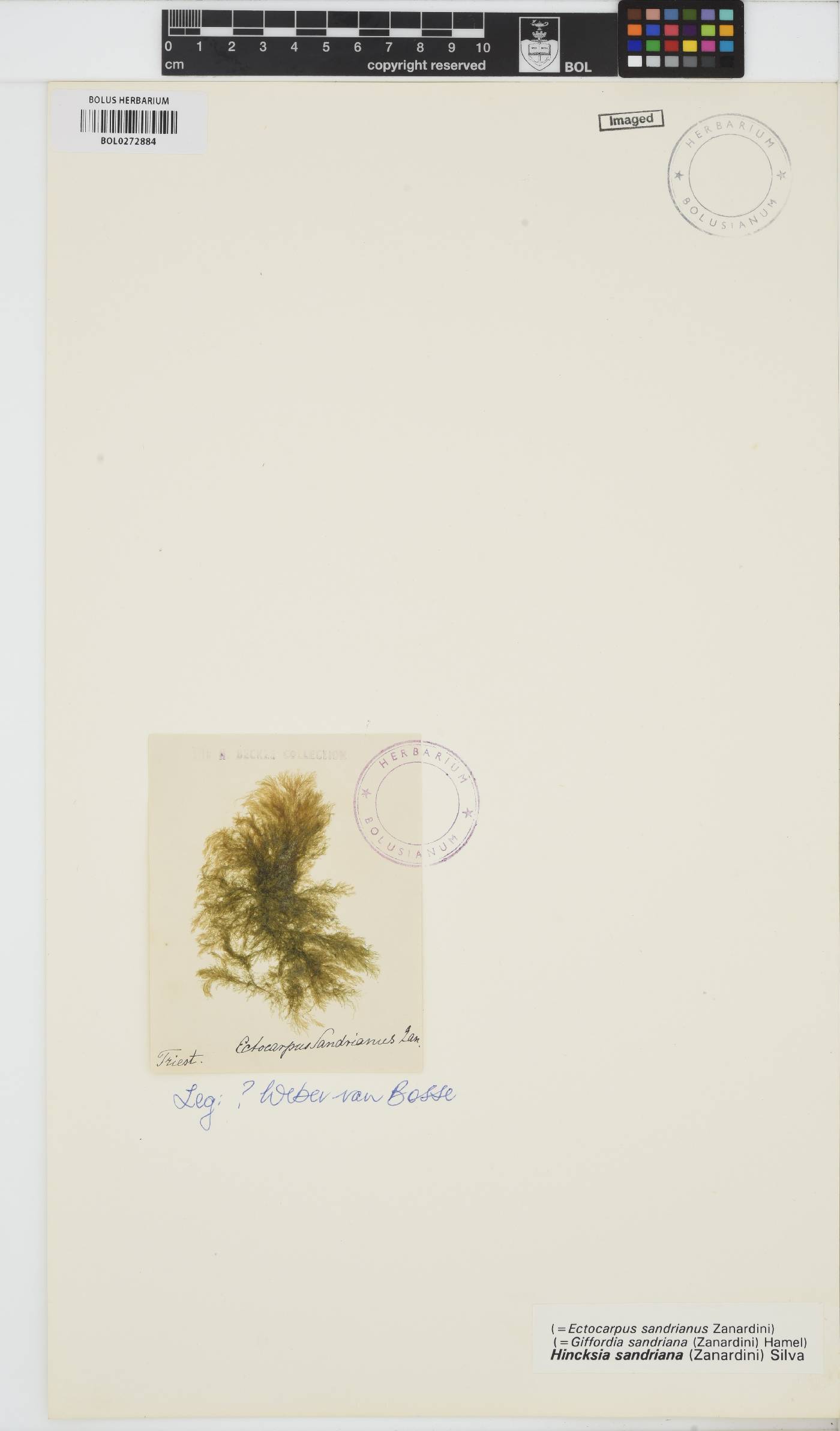 Hincksia sandriana image