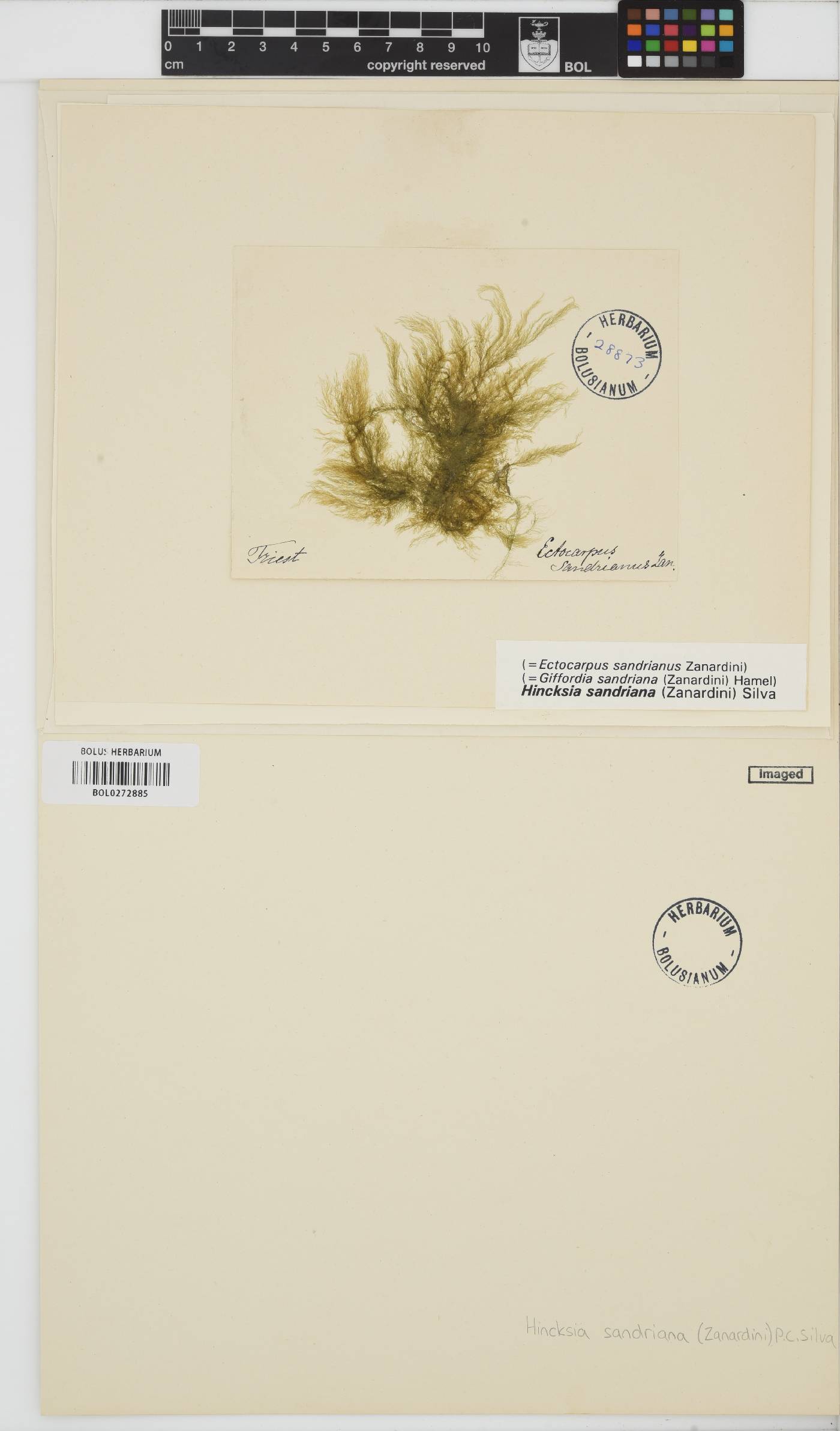 Hincksia sandriana image