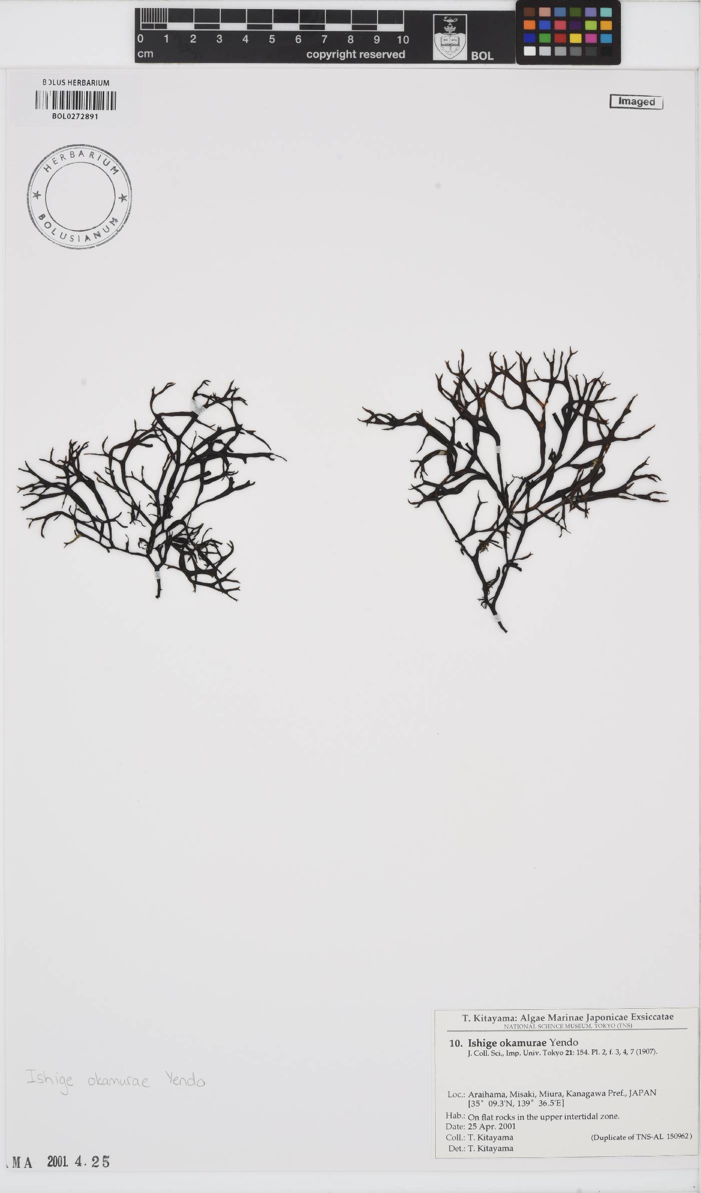 Ishige okamurae image