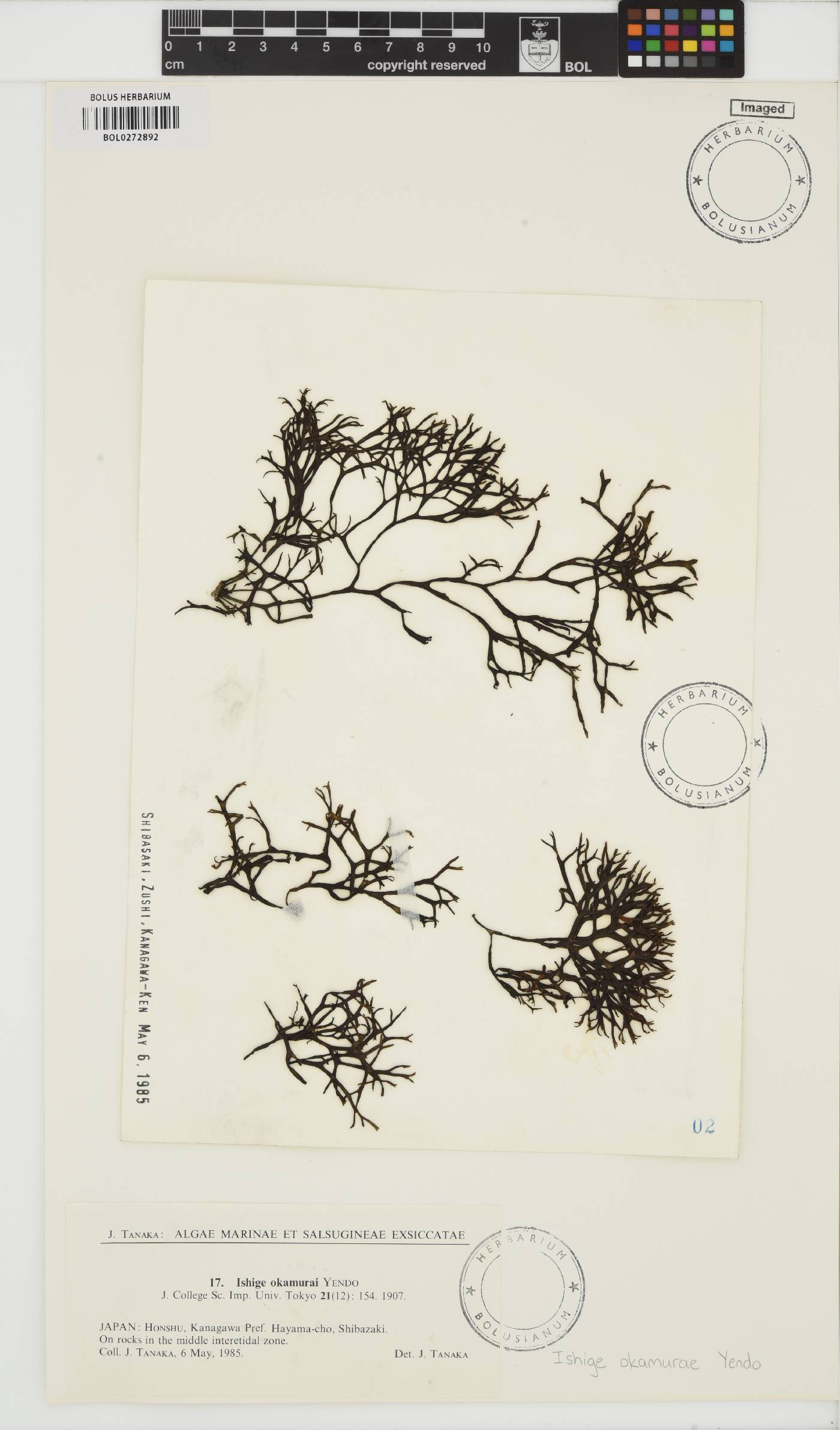 Ishige okamurae image
