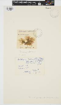 Isthmoplea sphaerophora image