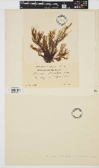 Isthmoplea sphaerophora image