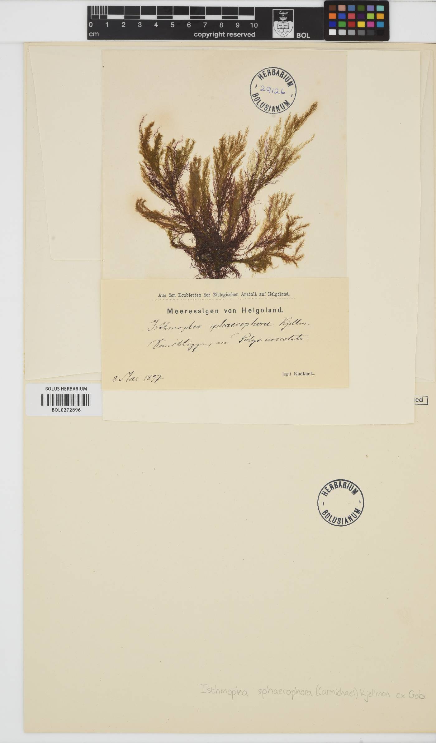 Isthmoplea sphaerophora image