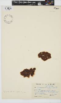 Iyengaria stellata image