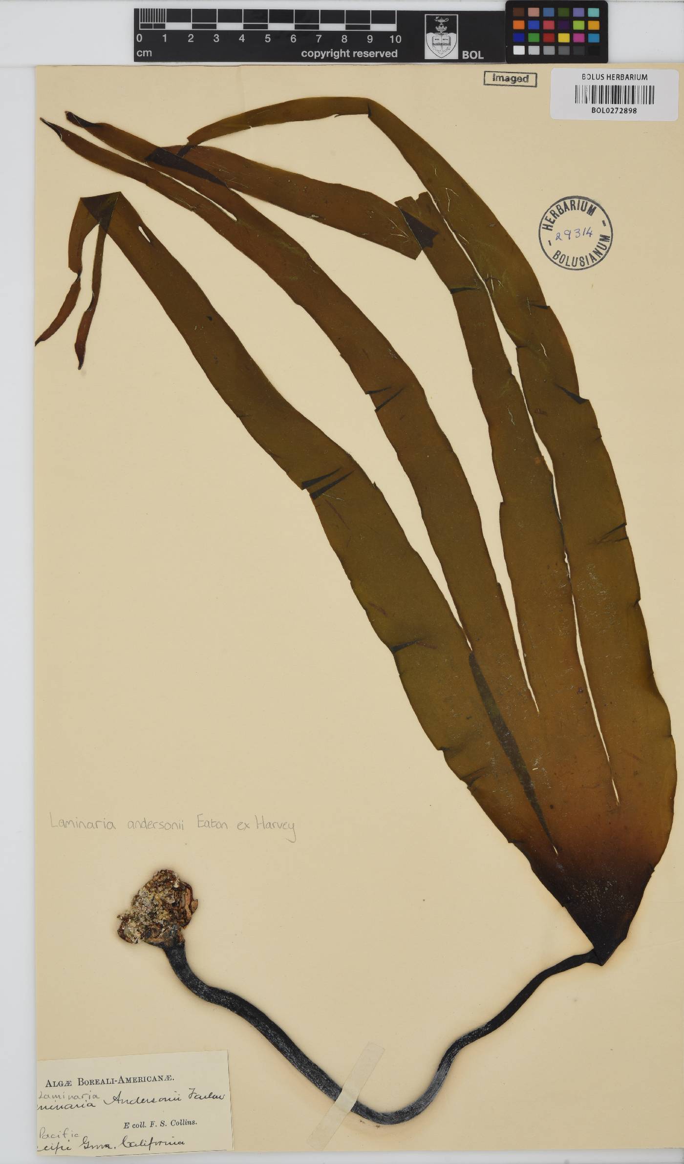 Laminaria sinclairii image