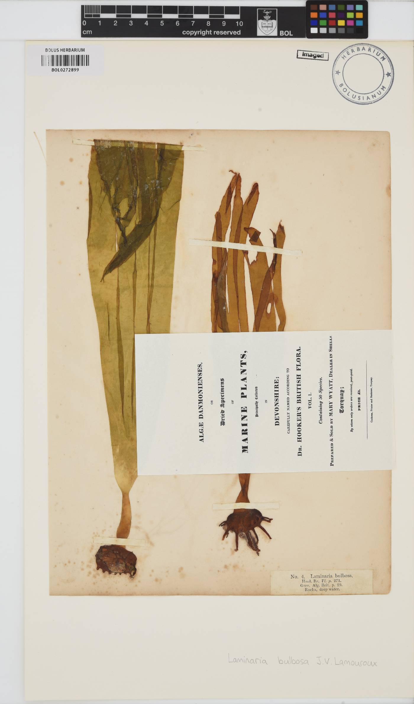 Saccorhiza image