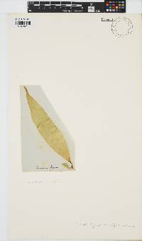 Laminaria digitata image