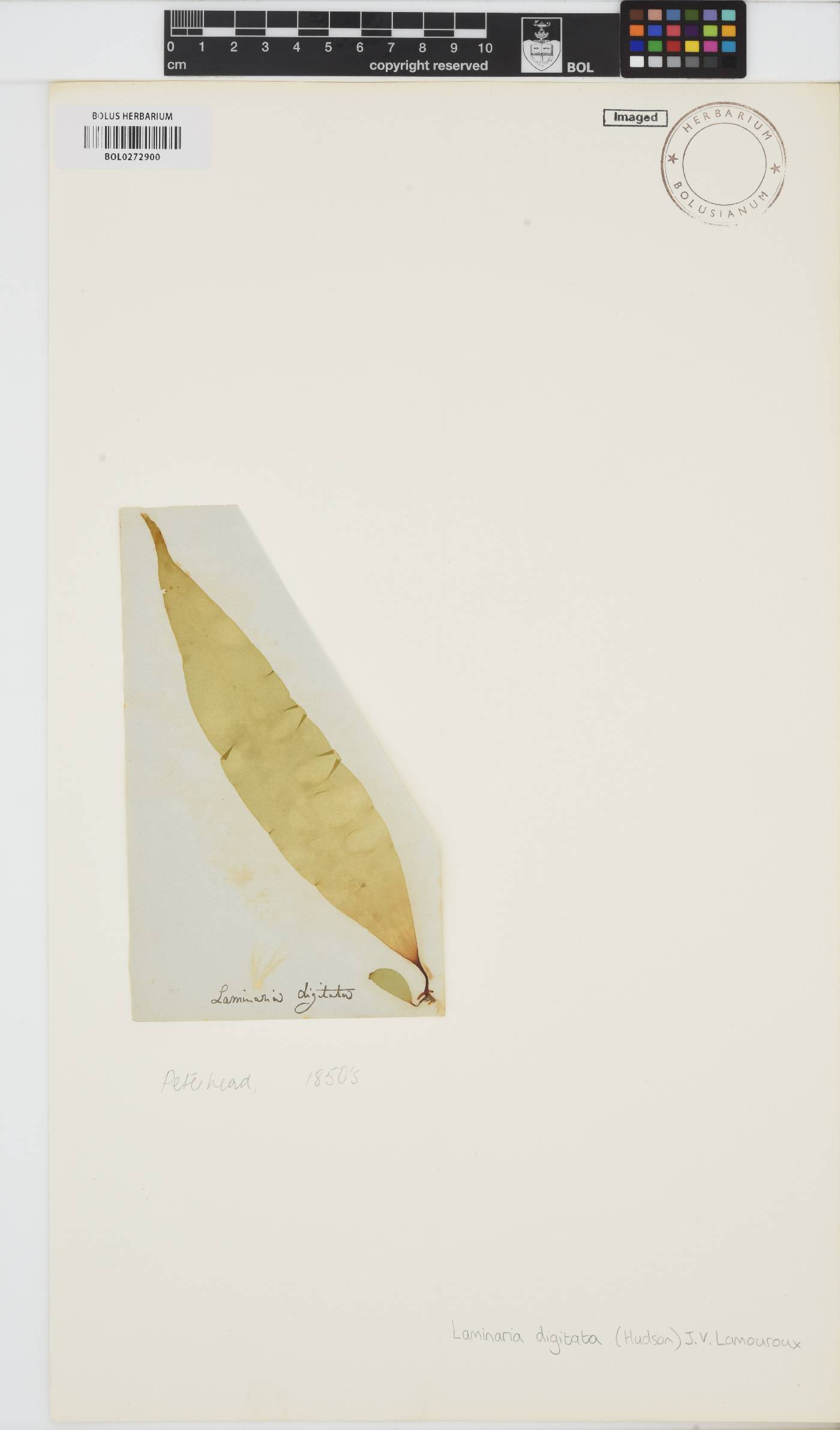 Laminaria digitata image