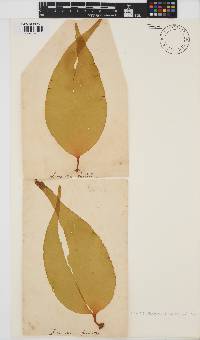 Laminaria digitata image