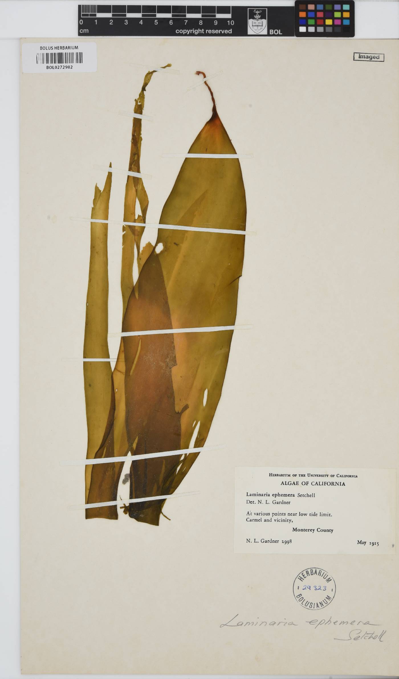 Laminaria ephemera image