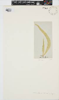 Petalonia fascia image