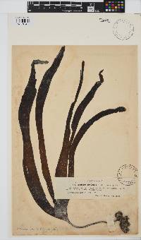 Laminaria digitata image