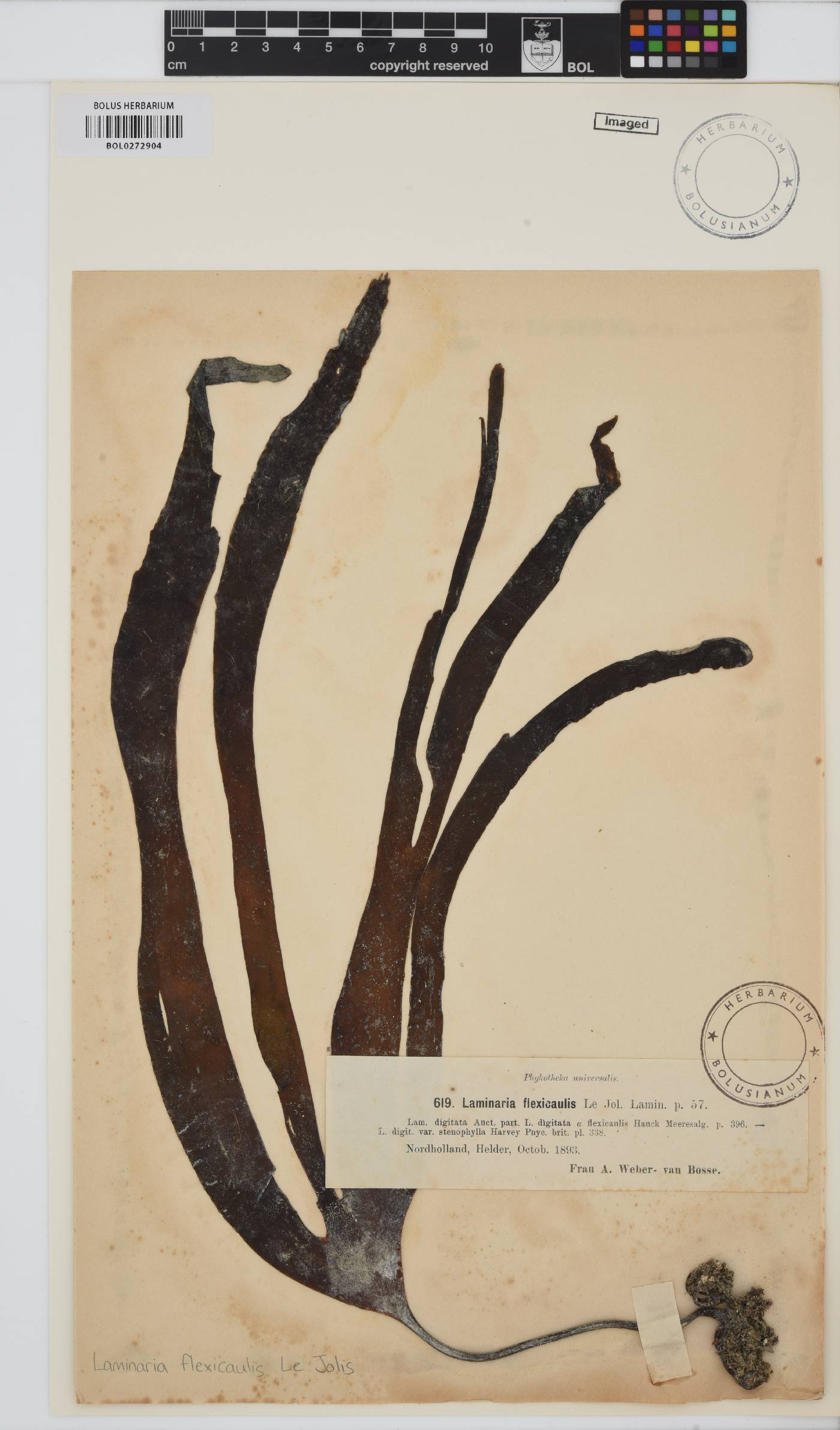 Laminaria digitata image