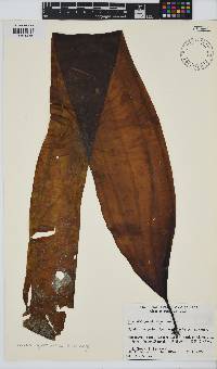 Saccharina latissima image