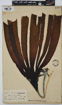 Laminaria pallida image