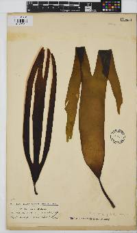 Laminaria pallida image