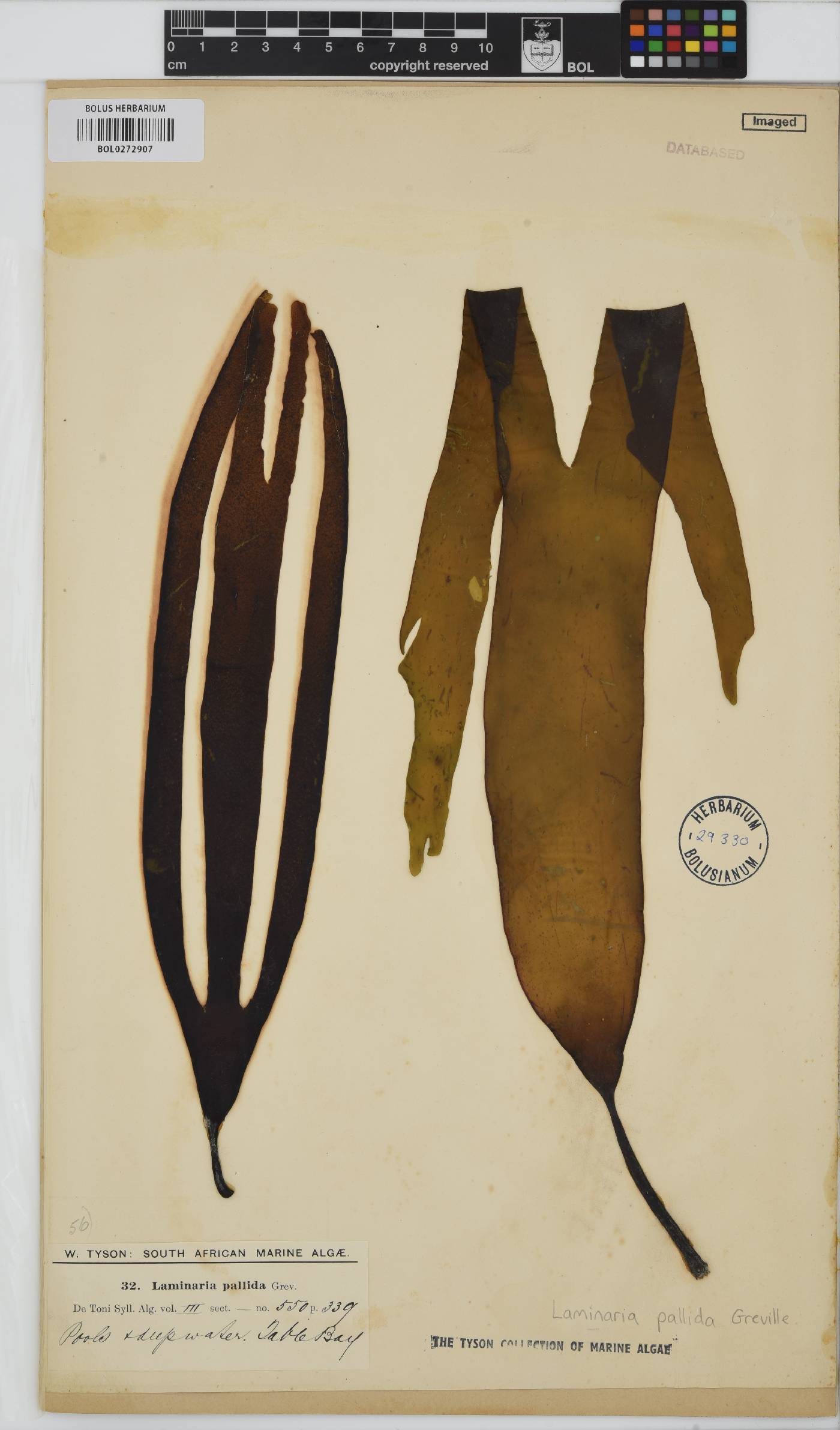 Laminaria image