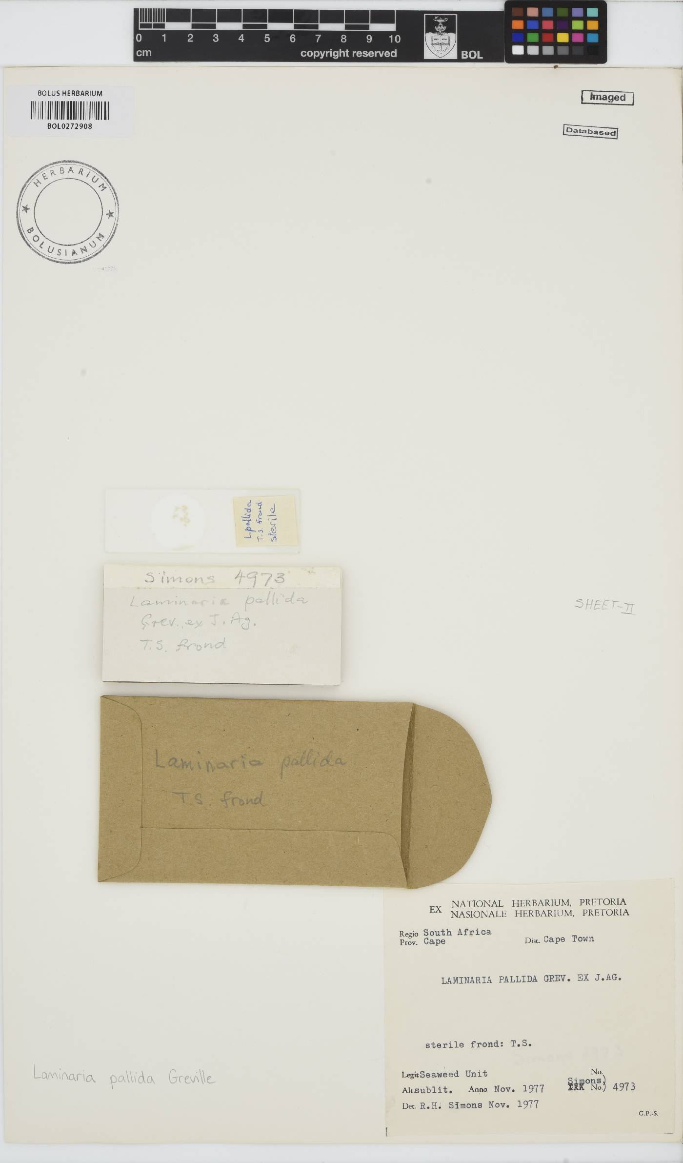 Laminaria pallida image