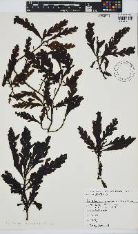Image of Landsburgia quercifolia