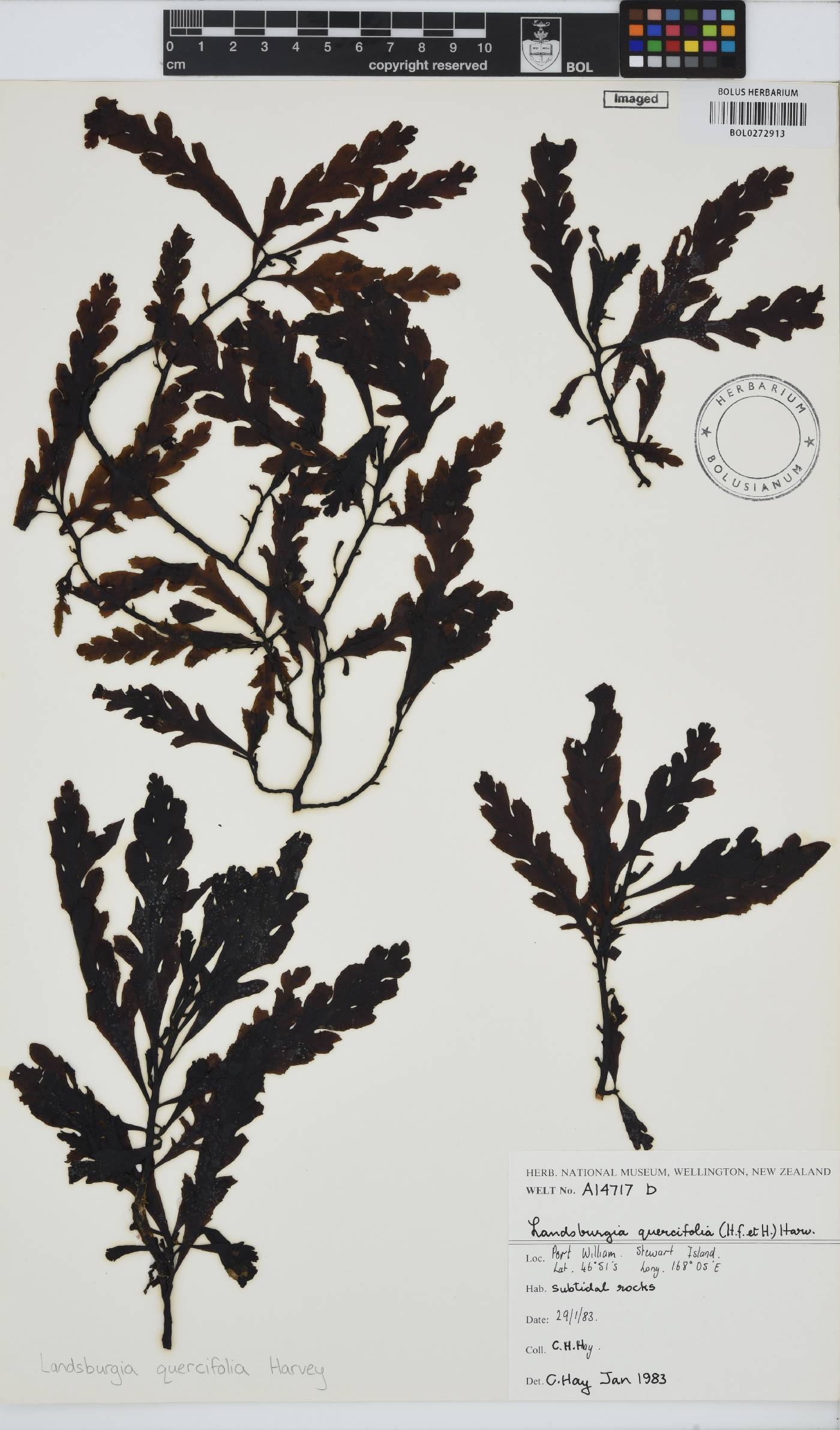 Landsburgia quercifolia image