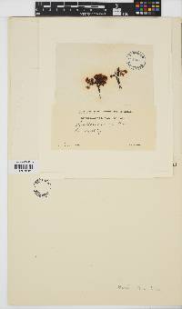 Image of Corynophlaea crispa