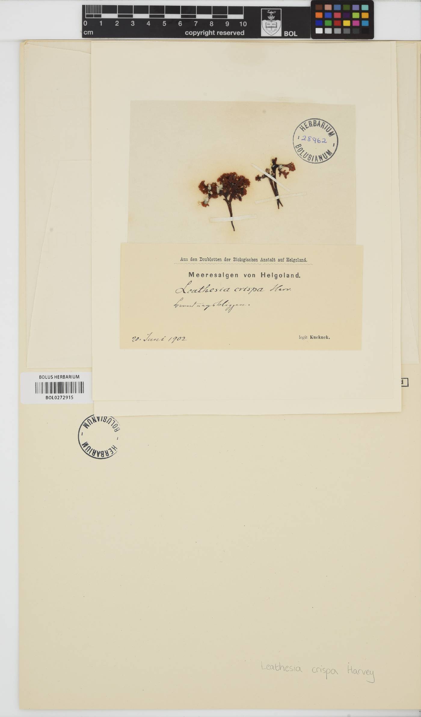 Corynophlaea crispa image