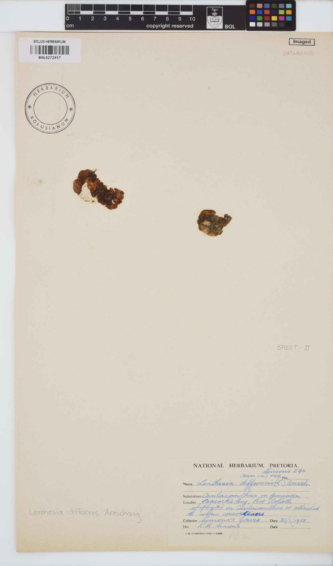 Leathesia marina image