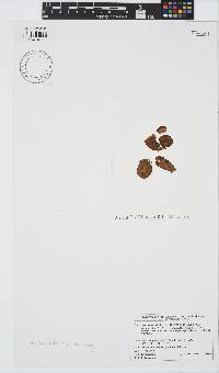 Leathesia marina image