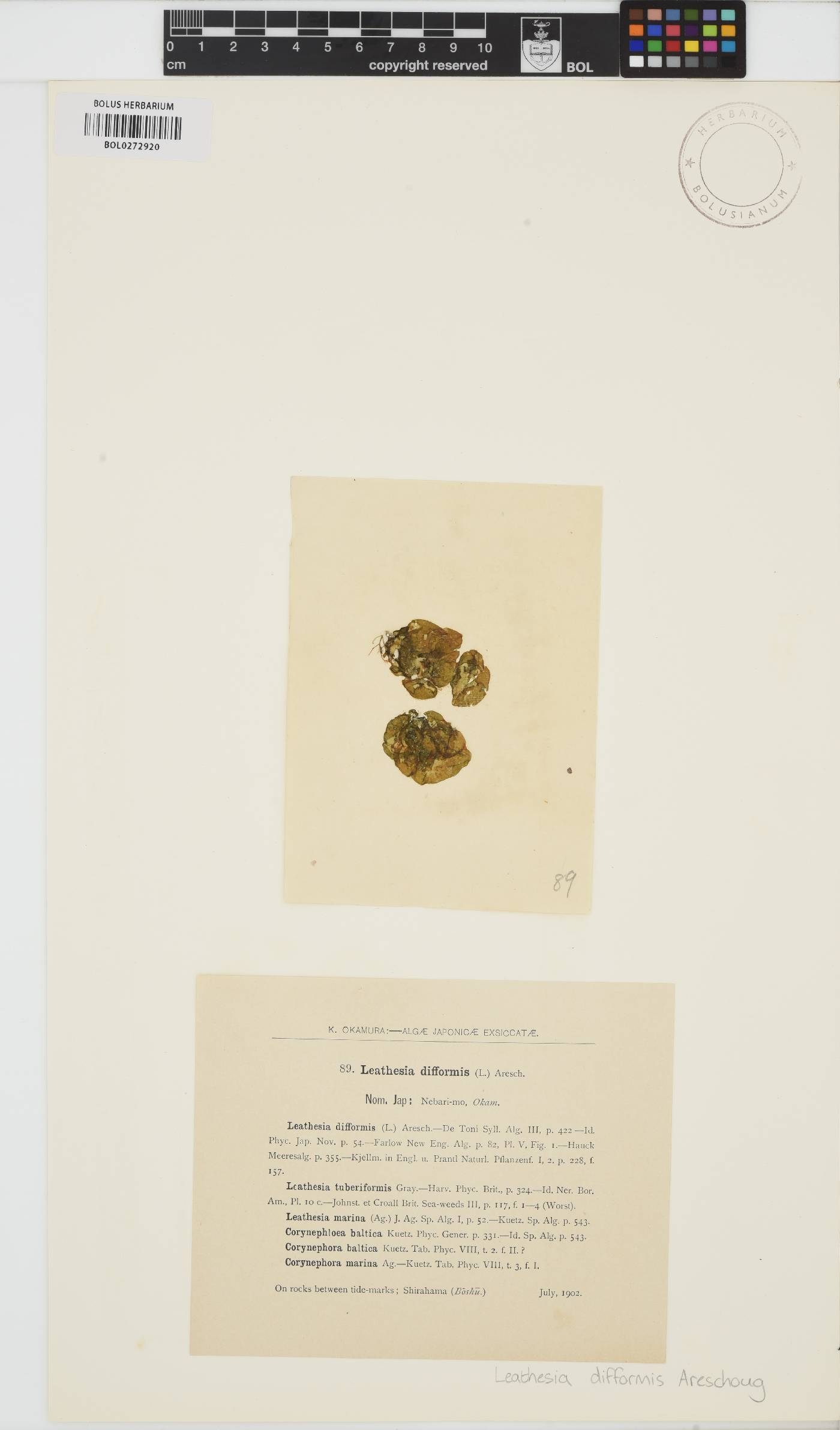 Leathesia image