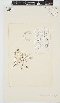 Image of Leathesia intermedia
