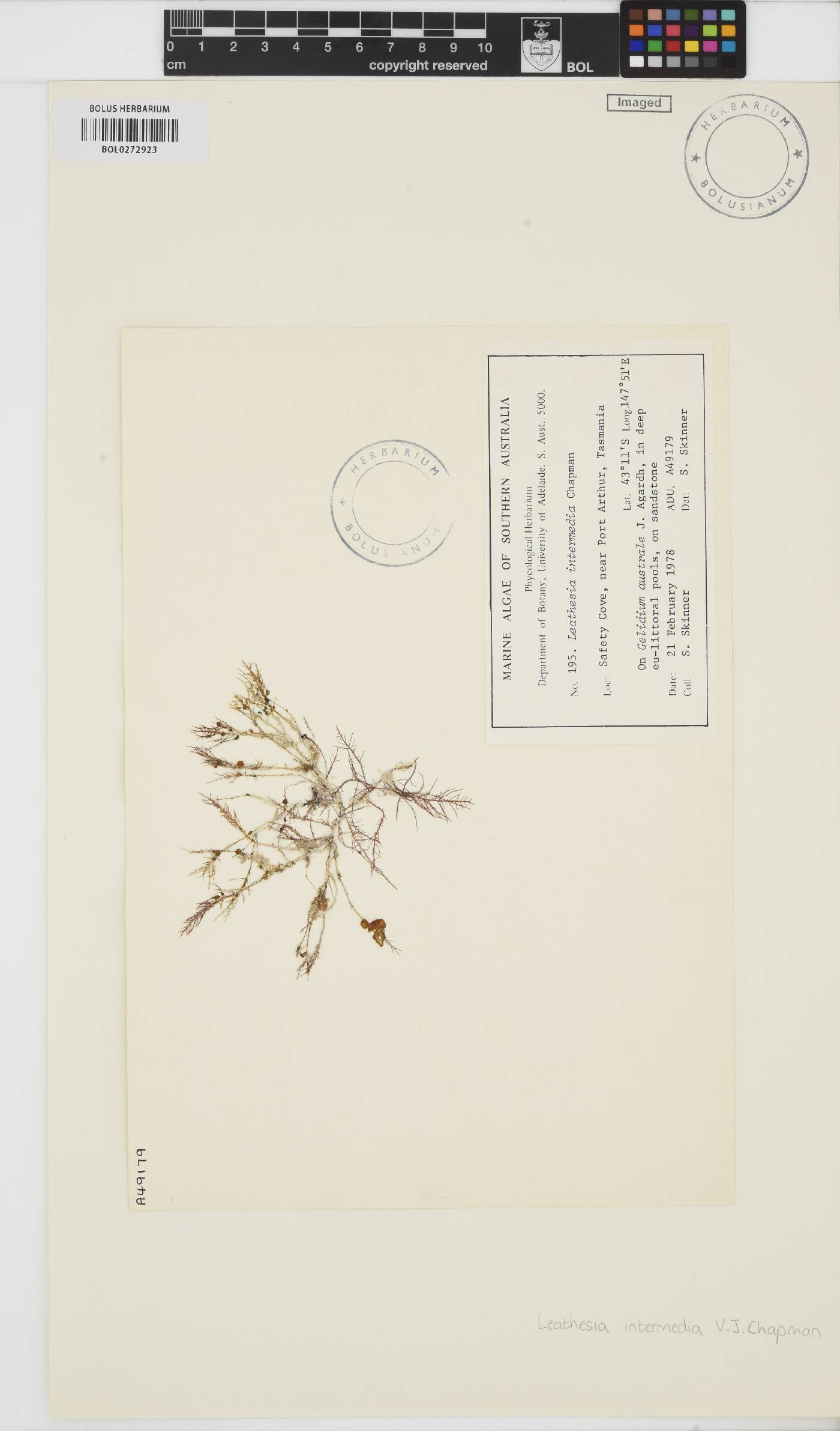 Leathesia intermedia image