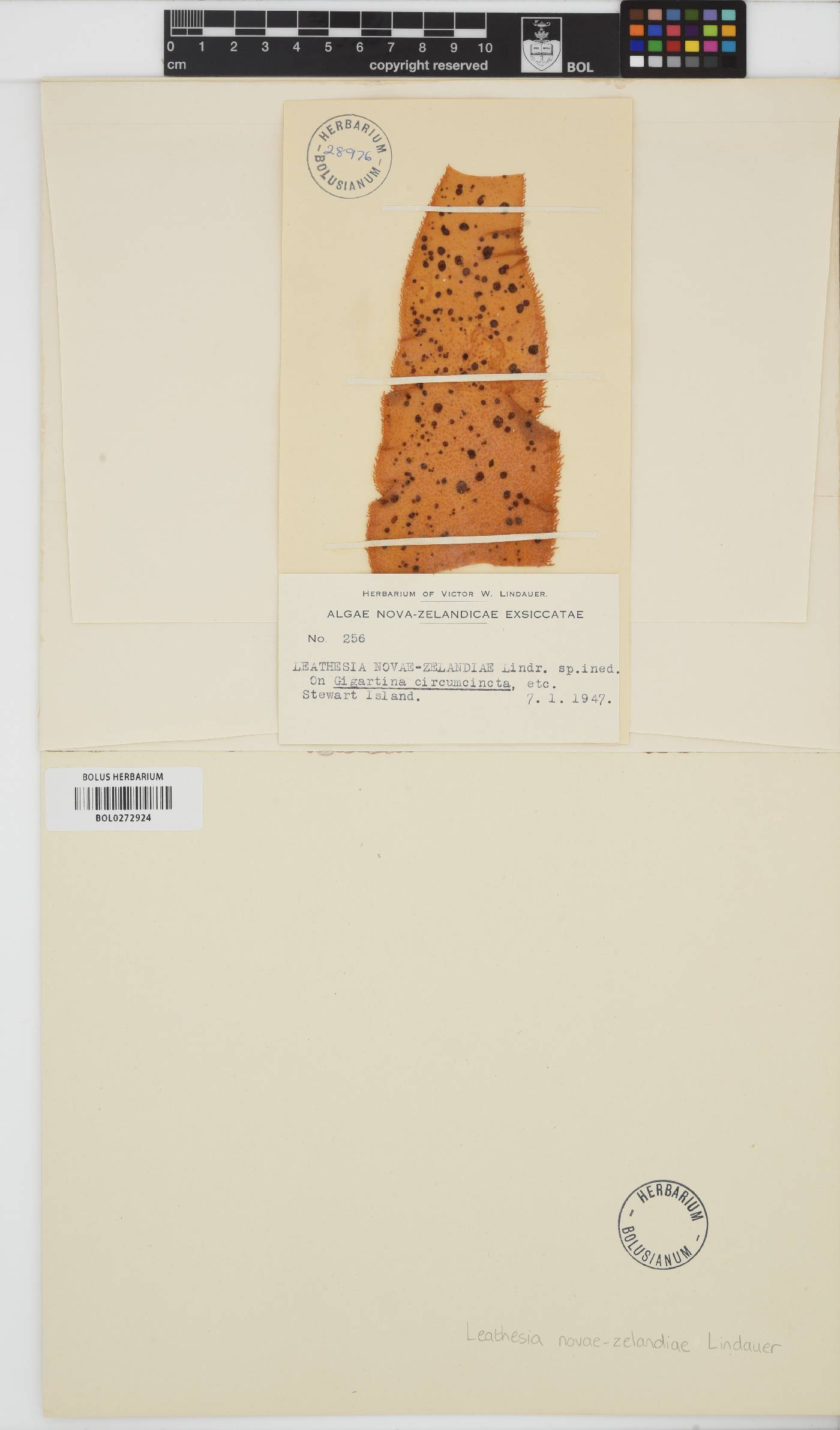 Leathesia novae-zelandiae image