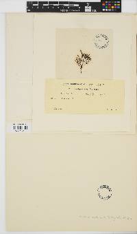 Image of Corynophlaea umbellata