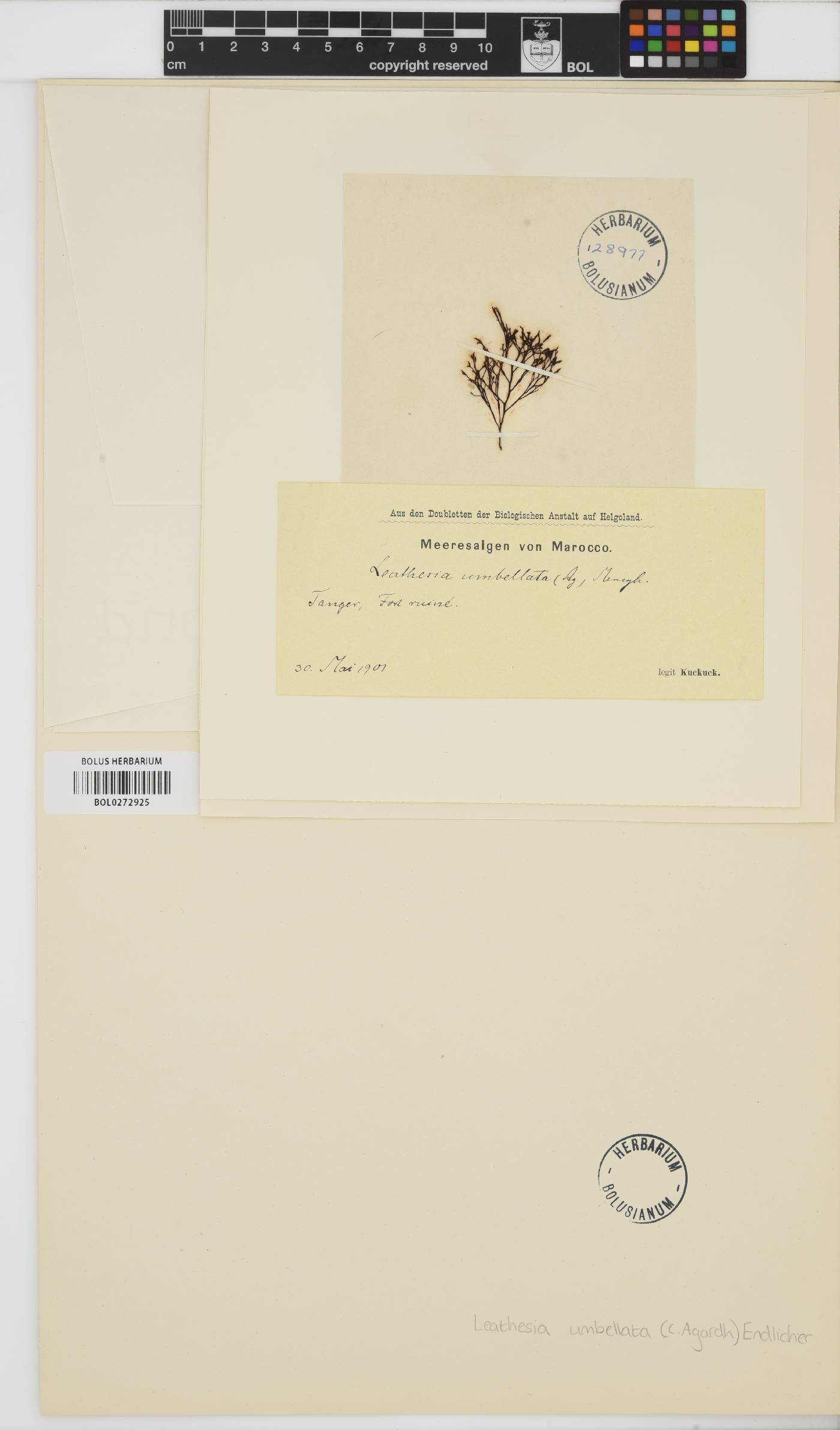 Corynophlaea umbellata image