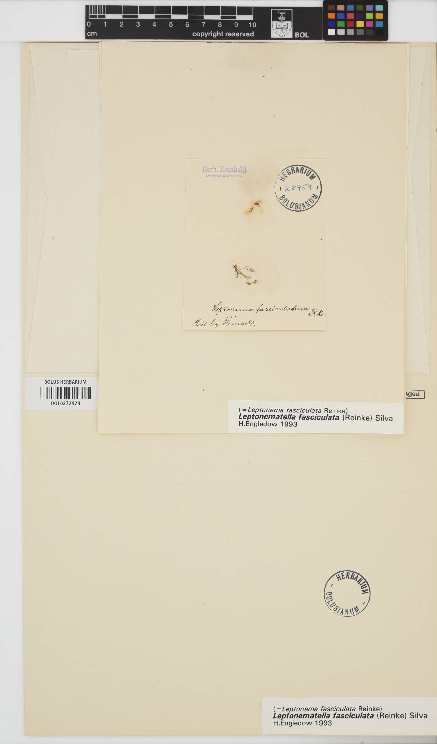 Leptonematella fasciculata image