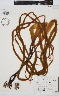 Image of Lessonia corrugata