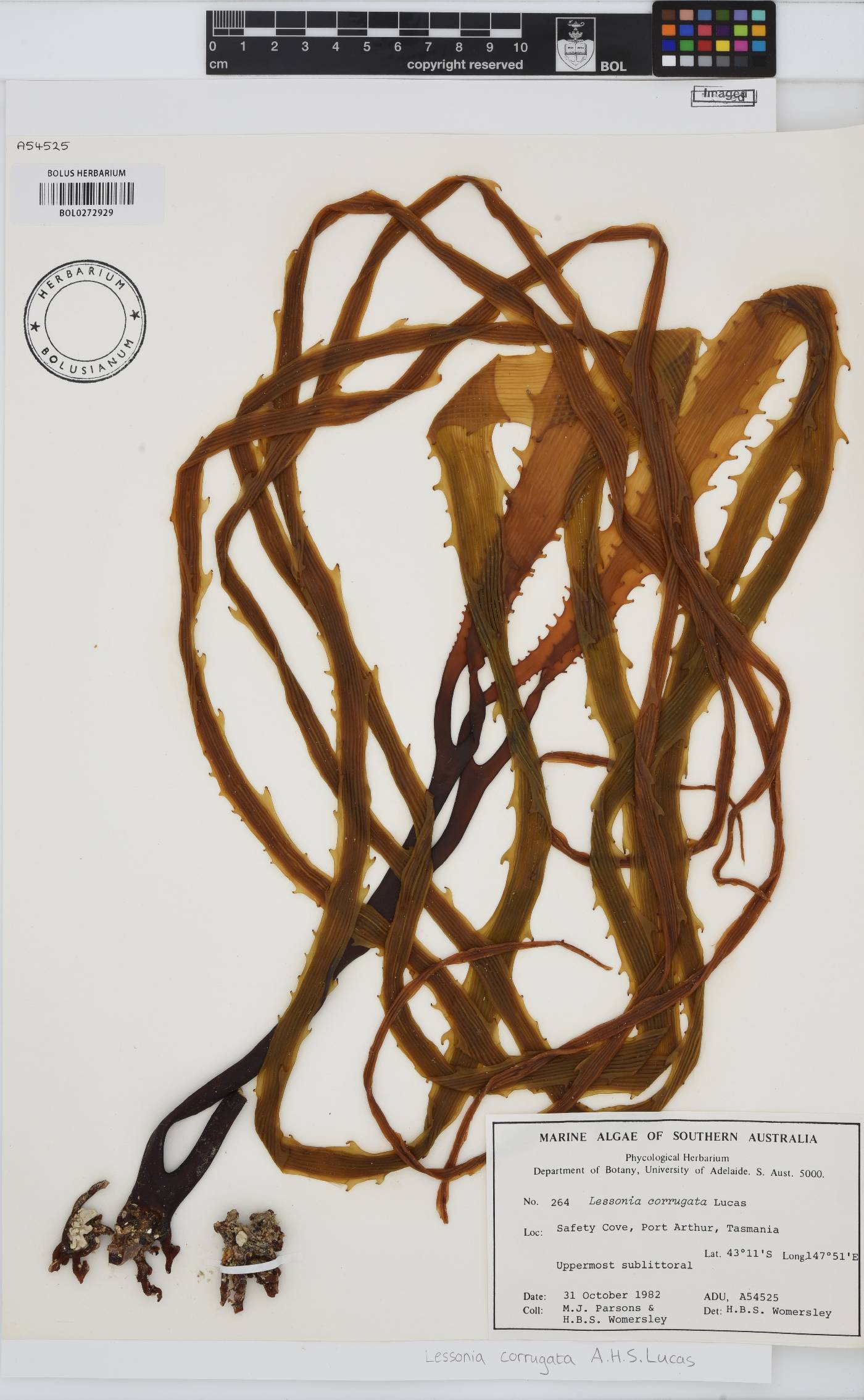 Lessonia corrugata image