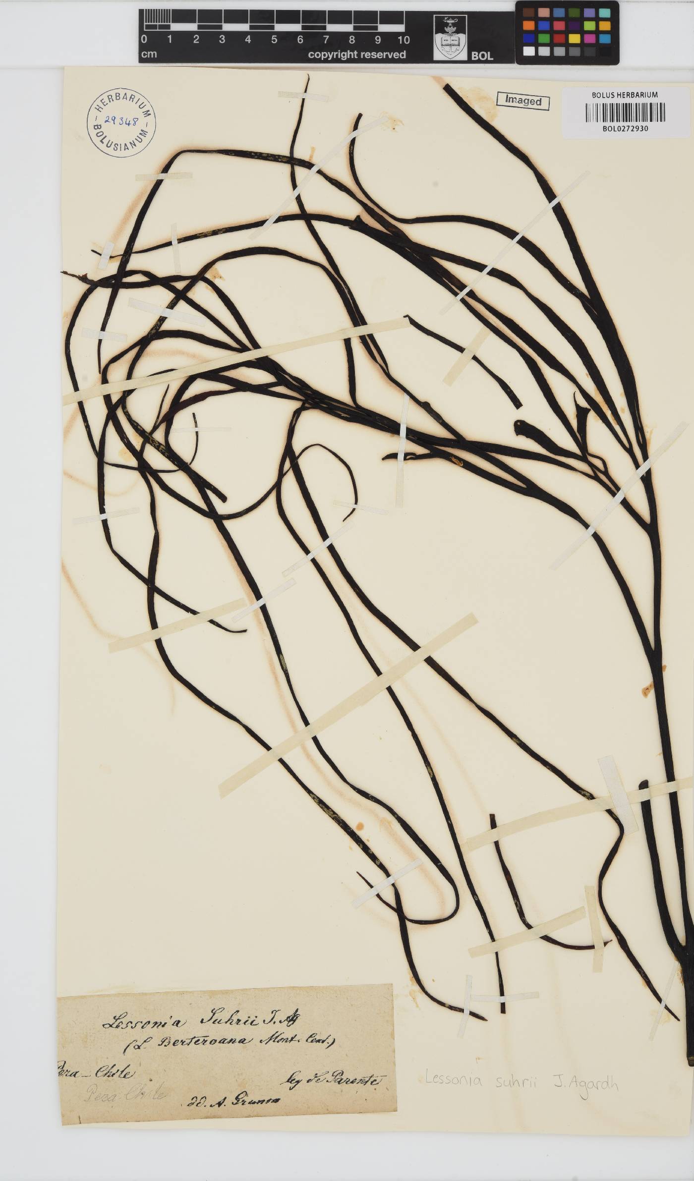 Lessonia suhrii image