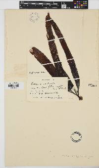 Image of Lessonia variegata